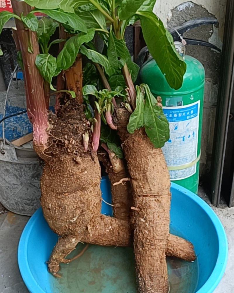 商陆