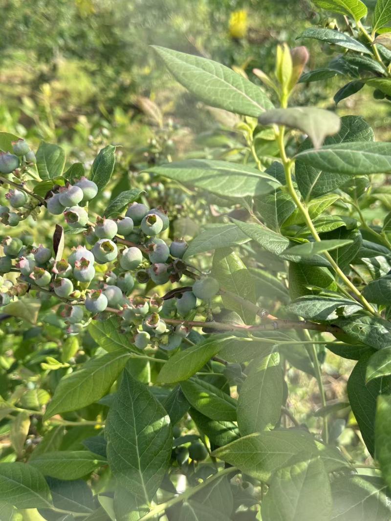 原厂地蓝莓无农药***