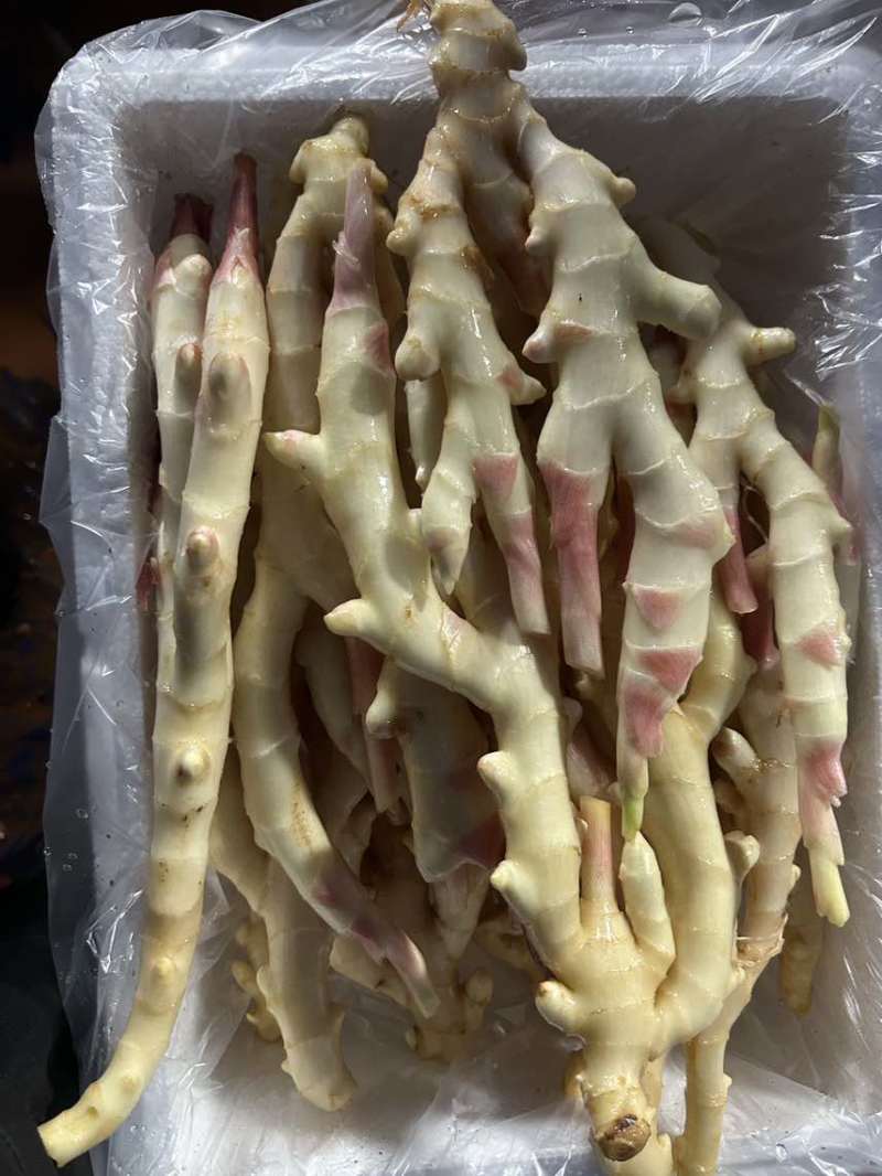 新鲜现挖红芽子姜
