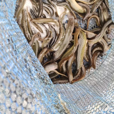 水产泥鳅（台湾泥鳅）
