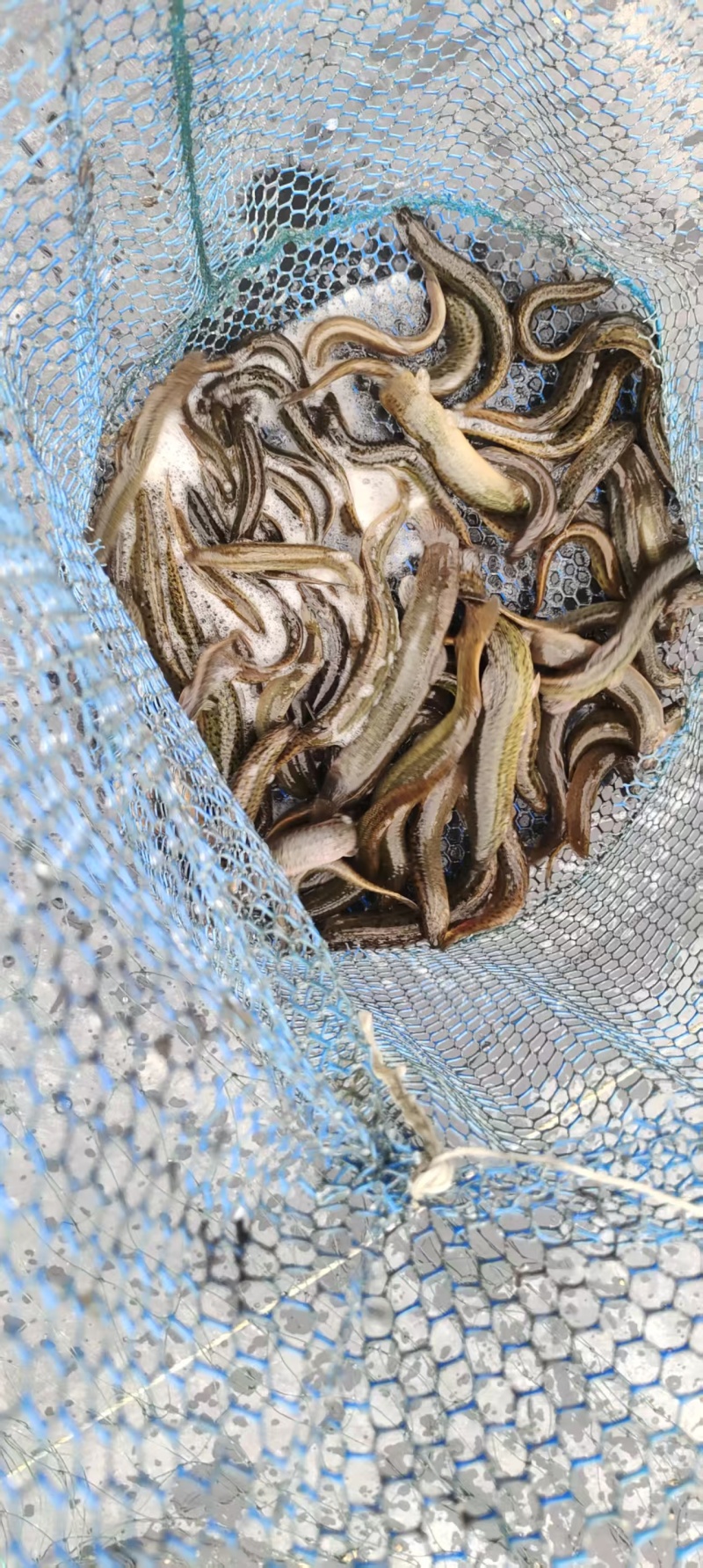 水产泥鳅（台湾泥鳅）