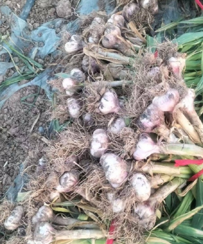 新鲜大蒜