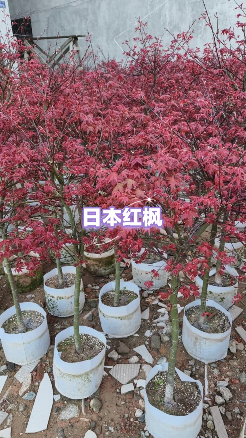 日本红枫