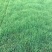 草坪种子大量批发