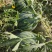 【推荐】江苏盐城无籽美都，基地直销，物美价廉，支持视频。
