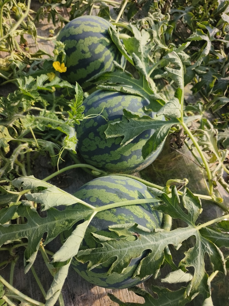 【推荐】江苏盐城无籽美都，基地直销，物美价廉，支持视频。