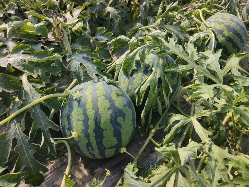 【推荐】江苏盐城无籽美都，基地直销，物美价廉，支持视频。