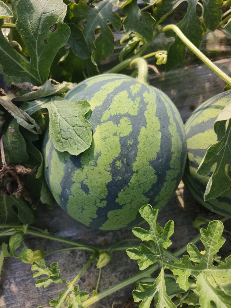 【推荐】美都西瓜大量有货产地直发口感清甜欢迎预定