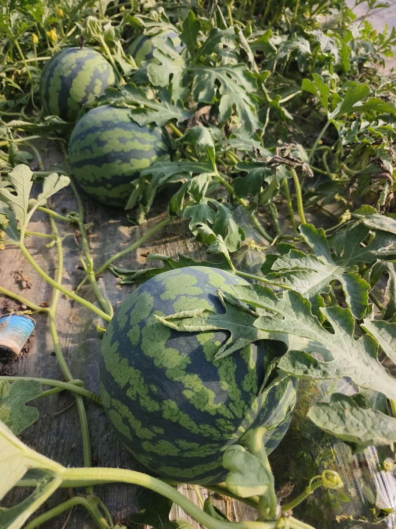 【推荐】美都西瓜大量有货产地直发口感清甜欢迎预定