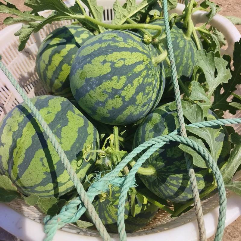 【推荐】江苏东台无籽美都，价格便宜，支持视频看货。