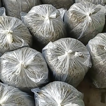自家产地大量雪菜。量大，量大。需要的老板滴滴我。