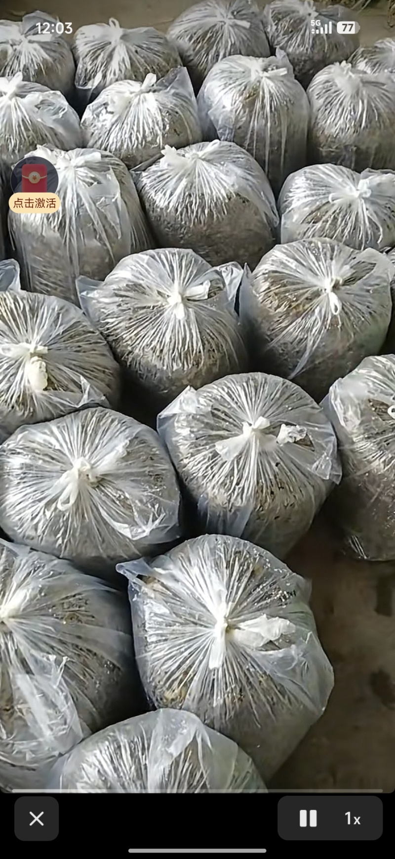 自家产地大量雪菜。量大，量大。需要的老板滴滴我。
