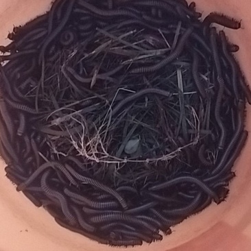 千足虫马陆虫