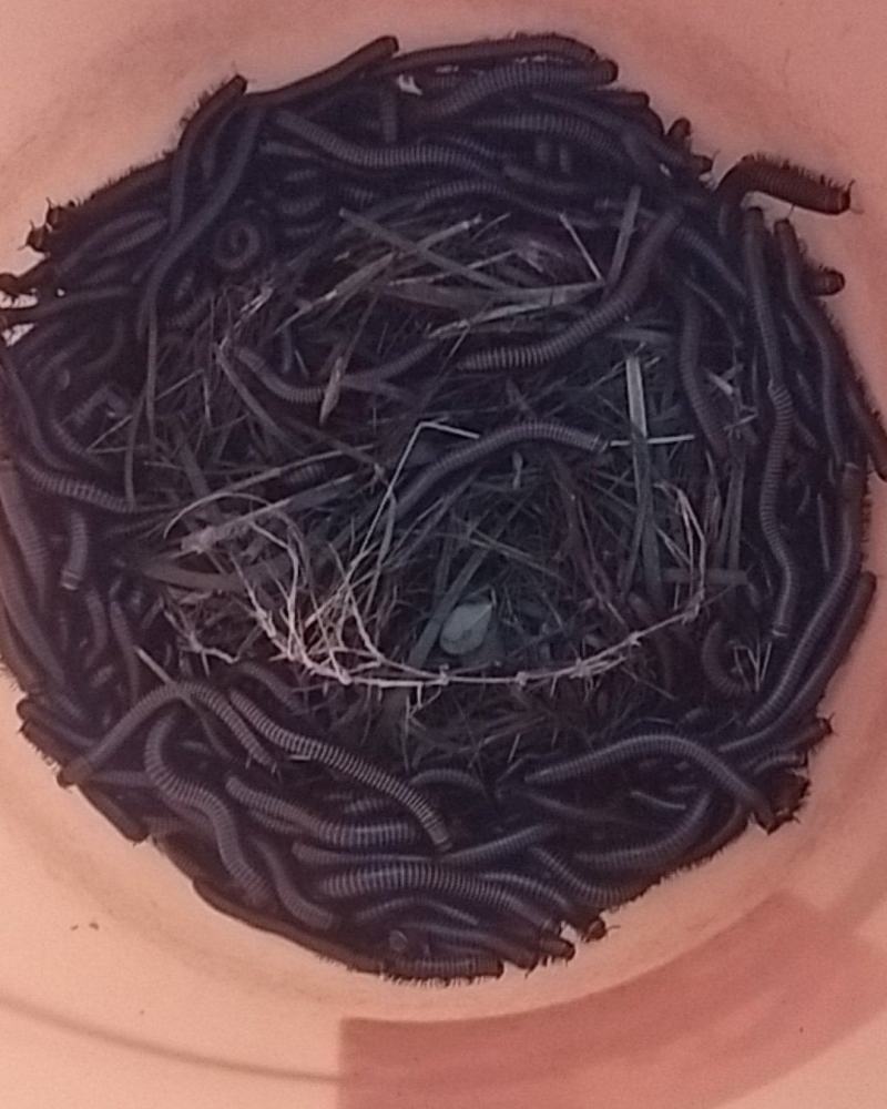 千足虫马陆虫