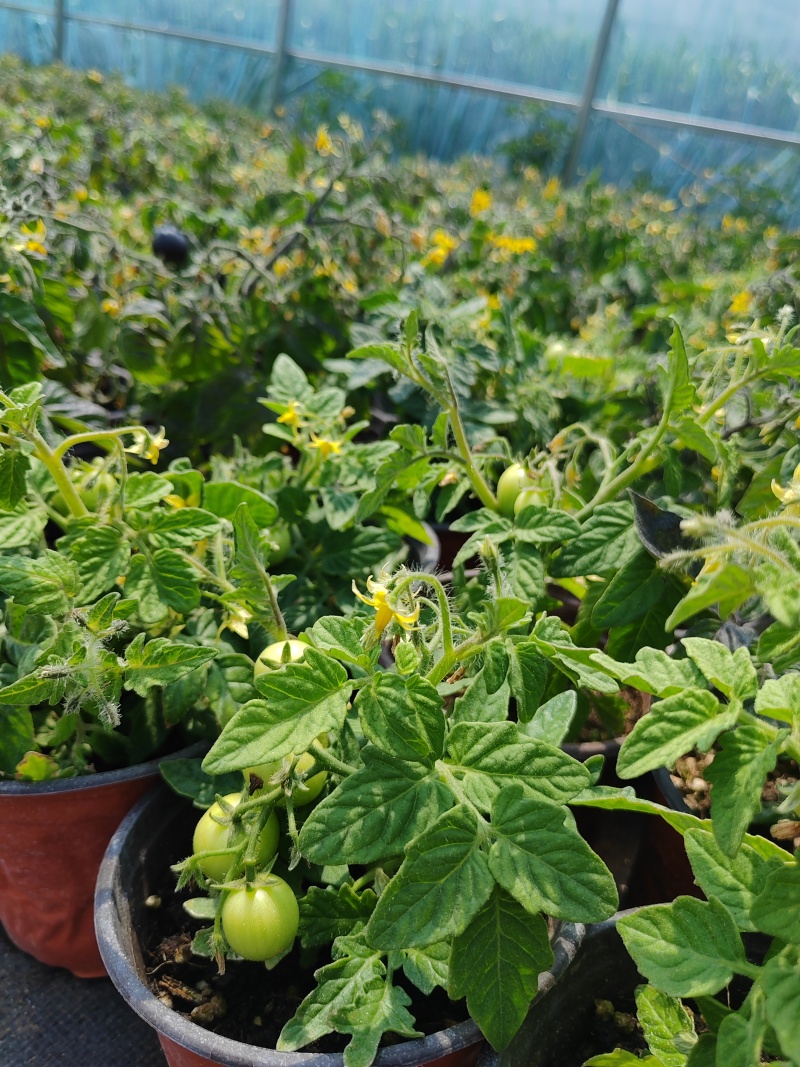 黄色金玲珑矮生小番茄盆栽带盆带果发货根系发达果量多