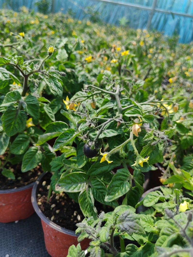 黄色金玲珑矮生小番茄盆栽带盆带果发货根系发达果量多