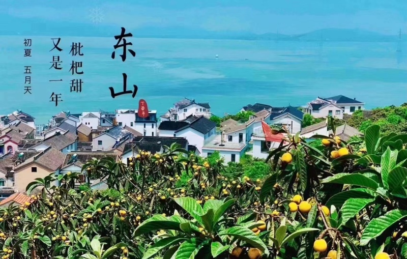 苏州洞庭东山白玉枇杷上市