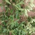 白花牛奶根