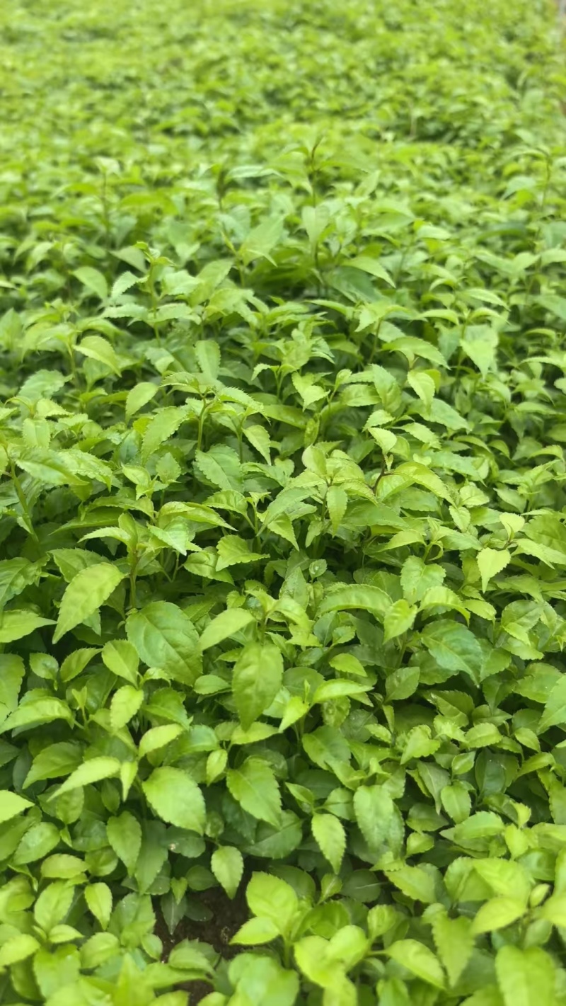 中草药种苗
