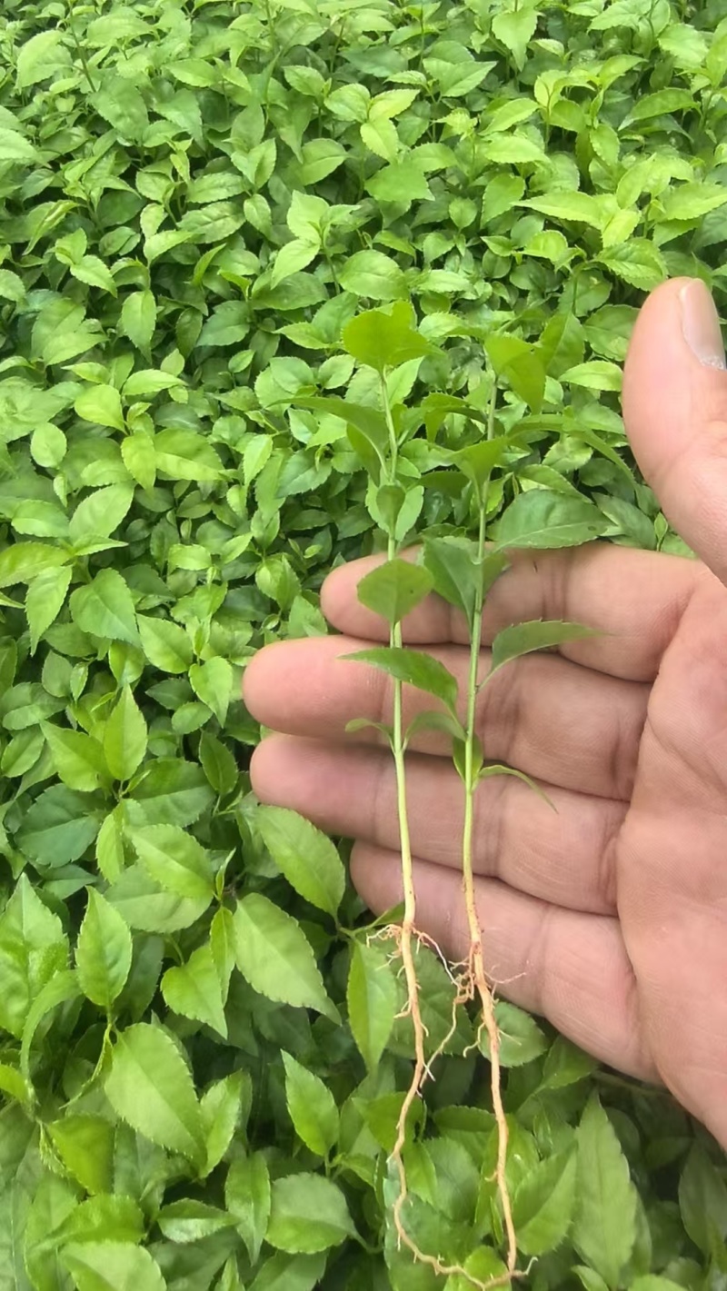 中草药种苗