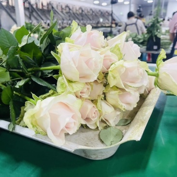 各种鲜切鲜花都有