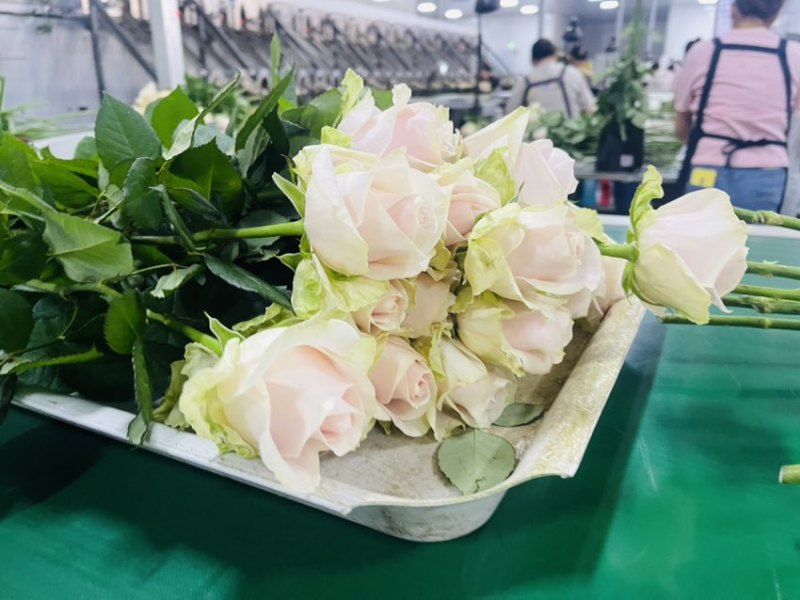 各种鲜切鲜花都有