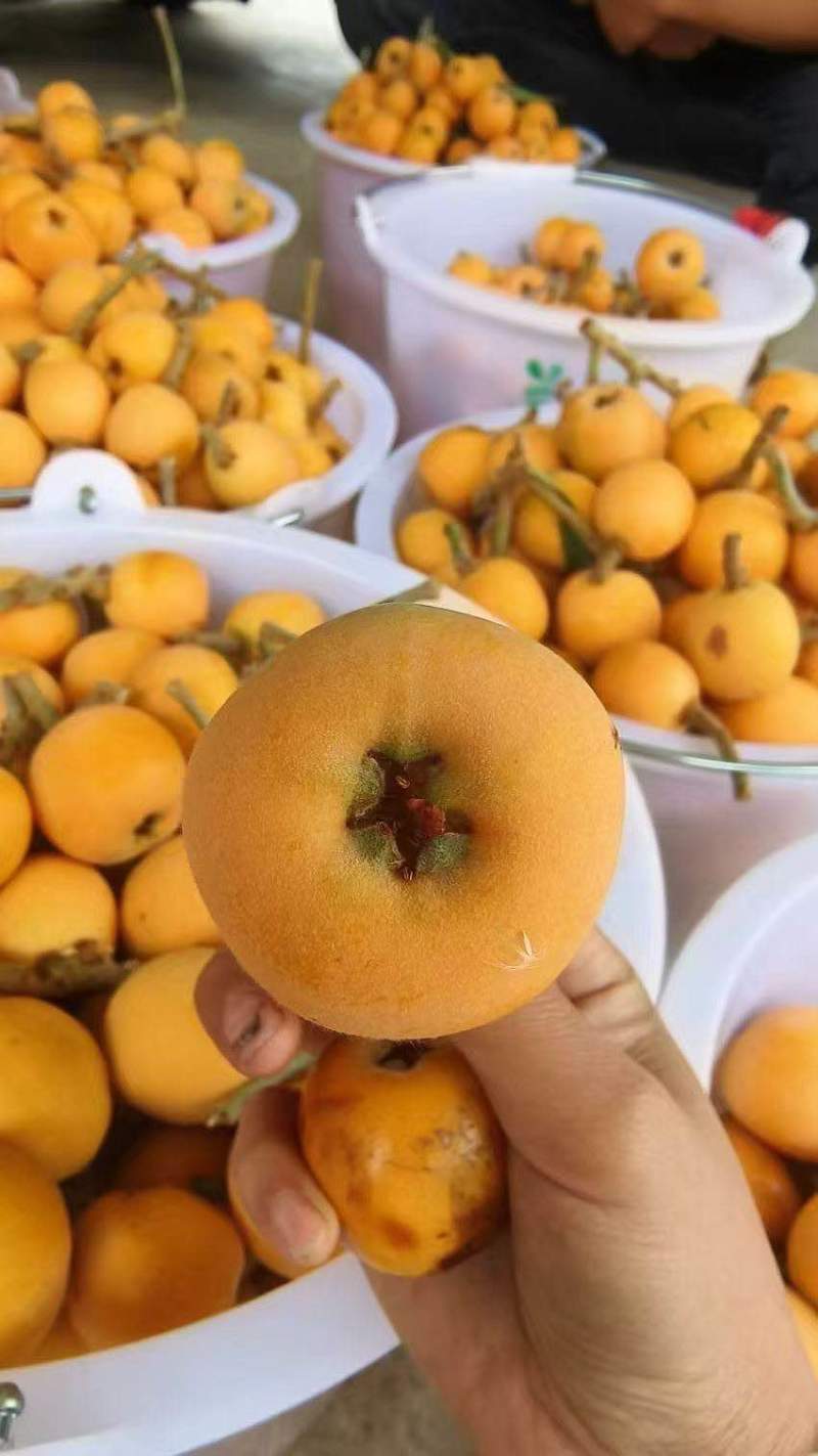 云南昭通枇杷