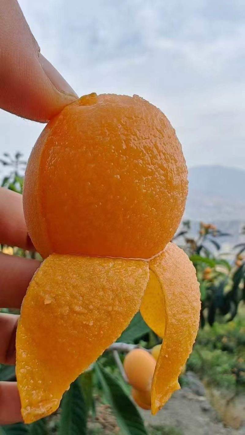 云南昭通枇杷