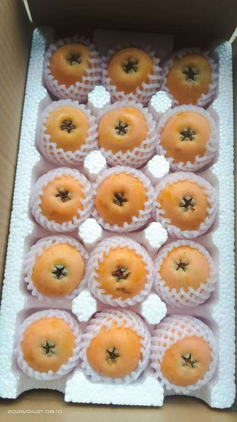 云南昭通枇杷