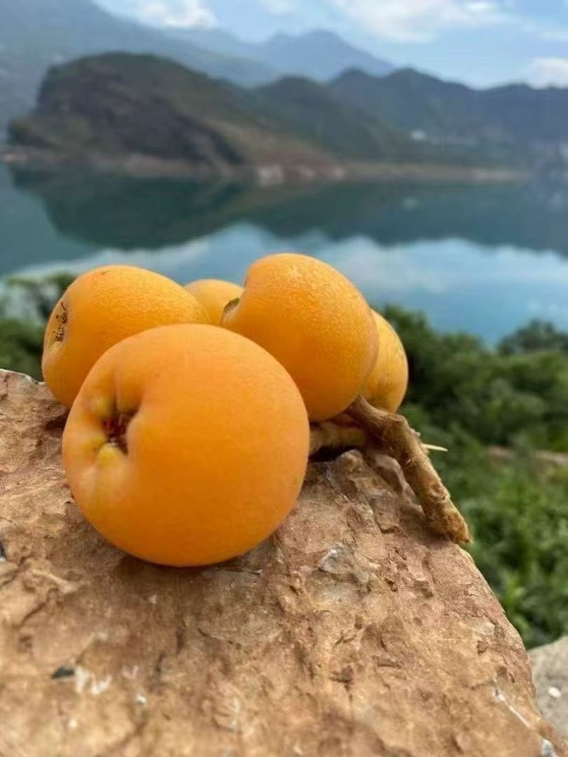 云南昭通枇杷