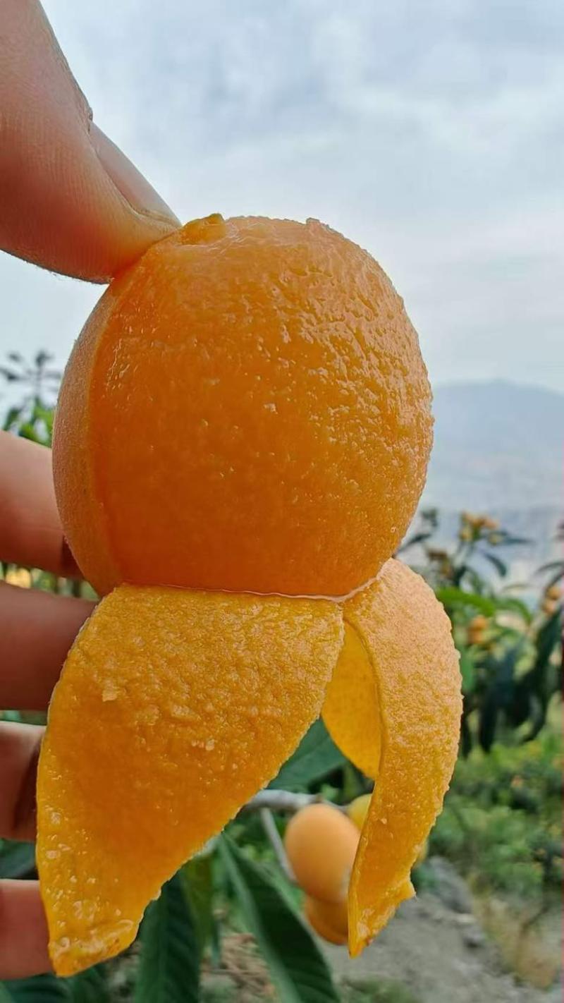 云南昭通枇杷