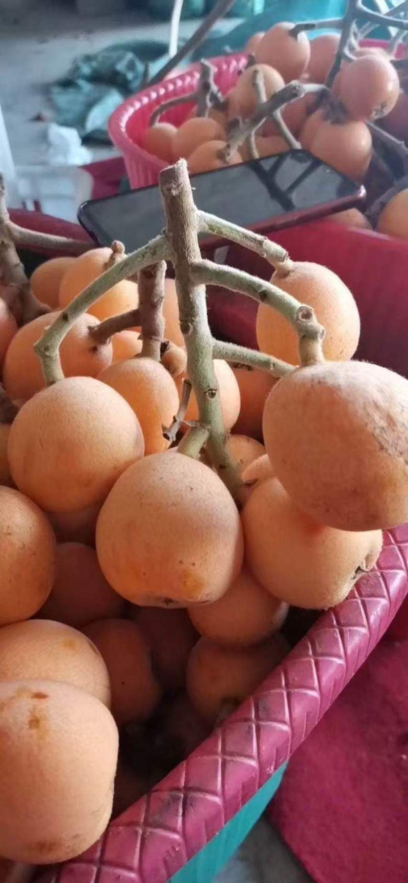 云南昭通枇杷