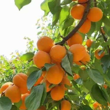 山西金太阳杏