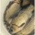 野生河鱼