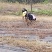 湖南省张家界市原产地莓茶