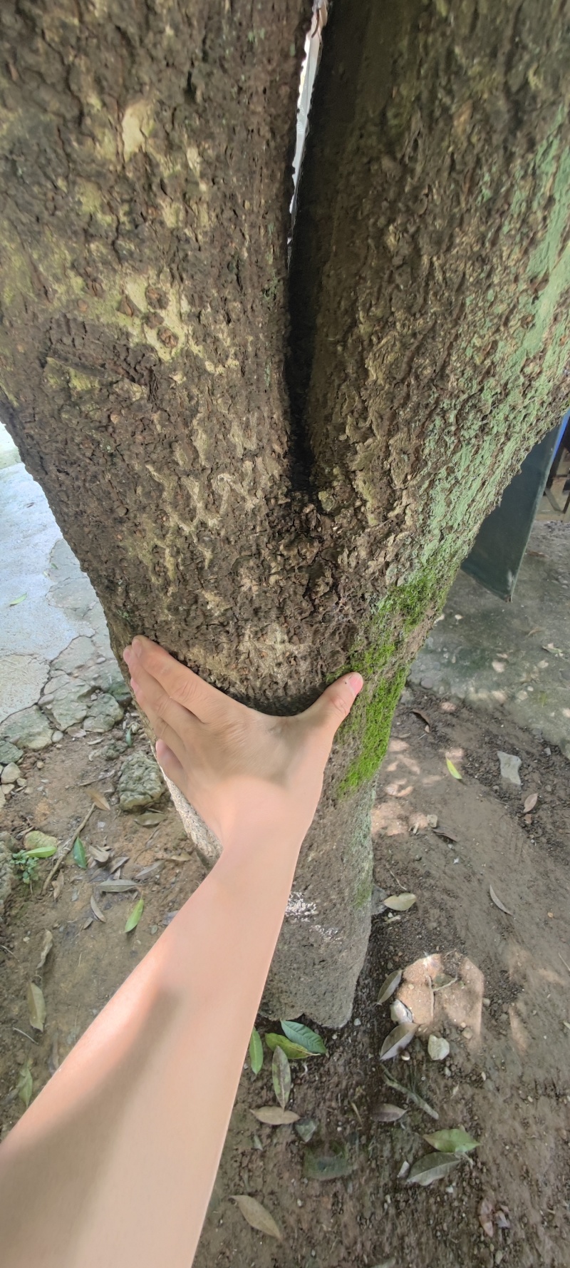 家里有颗二十多年的桂花树，出价就卖