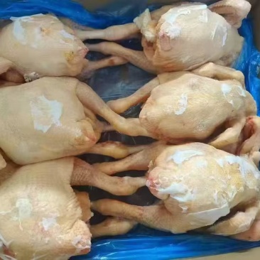 一级二级三黄鸡都有，规格齐全，工厂直销资质齐全