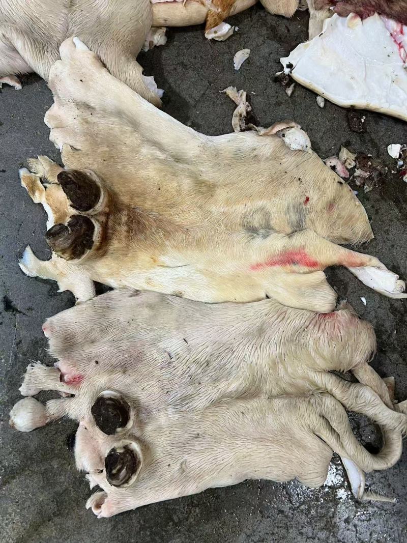 带毛牛腿皮