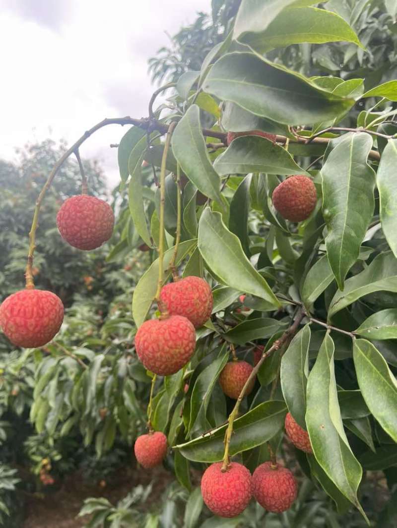 自家果园白糖罂少量有货