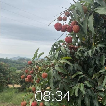 自家果园白糖罂少量有货