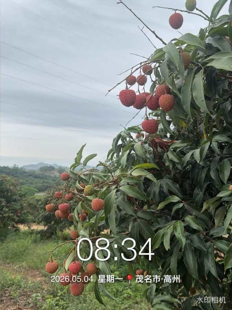 自家果园白糖罂少量有货