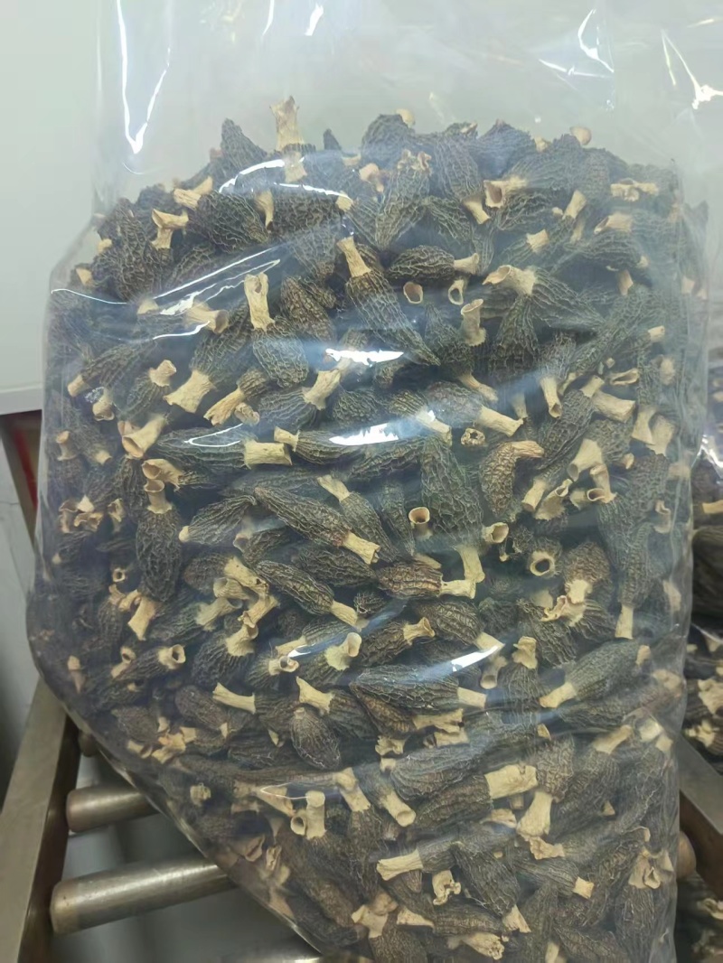 甘肃高原羊肚菌
