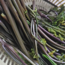野蕨菜