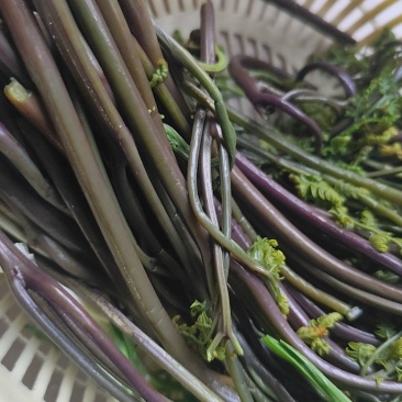 野蕨菜