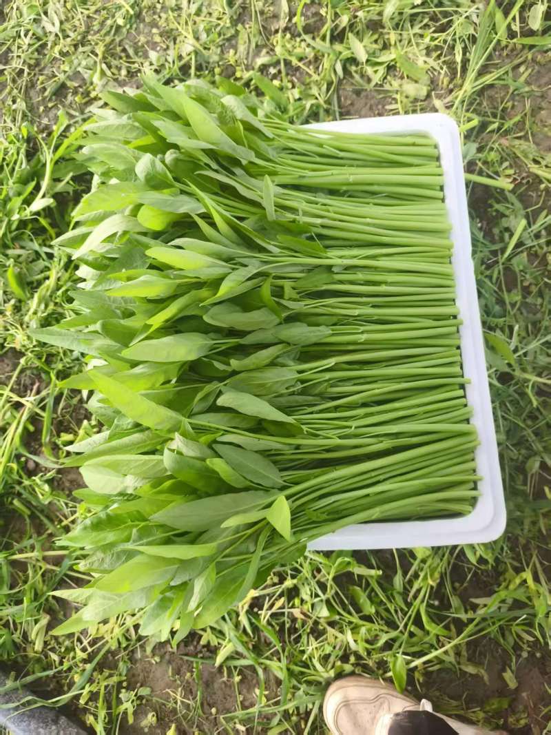 空心菜散装泡沫箱