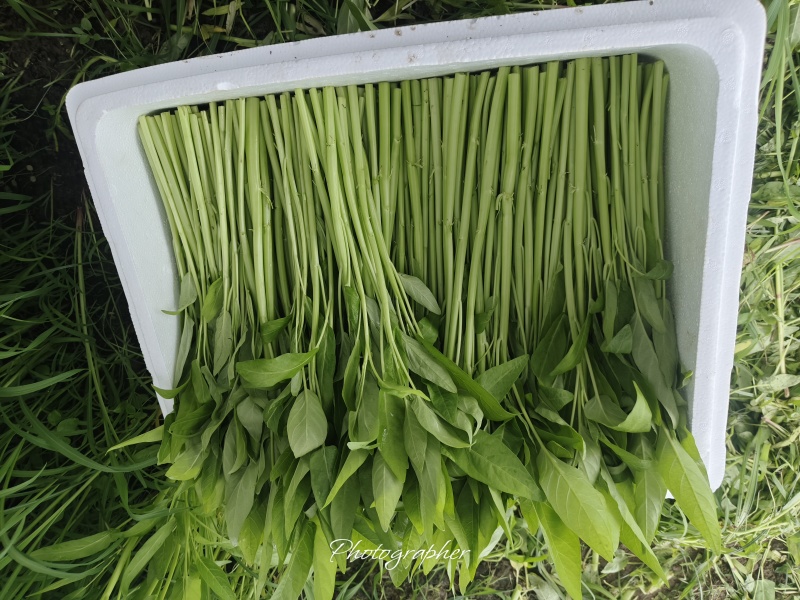空心菜散装泡沫箱