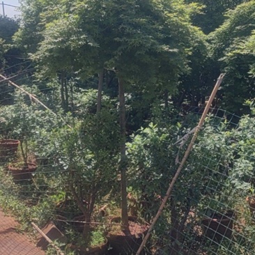 瀑布流泉枫