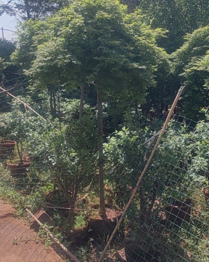 瀑布流泉枫