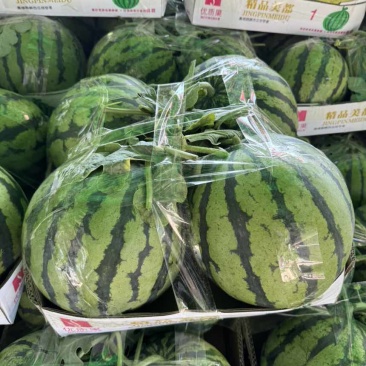 大棚无籽西瓜，精品麒麟美都，现货现发量大从优，一手货源
