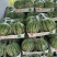 大棚无籽西瓜，精品麒麟美都，现货现发量大从优，一手货源